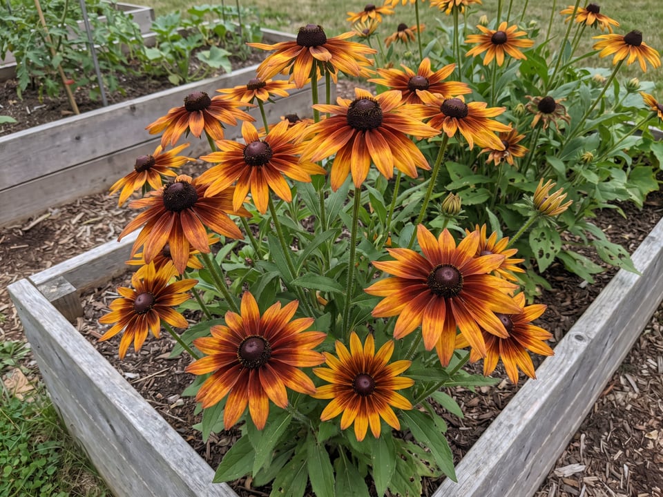 Rudbeckia hirta black-eyed Susan plants in bloom in a garden