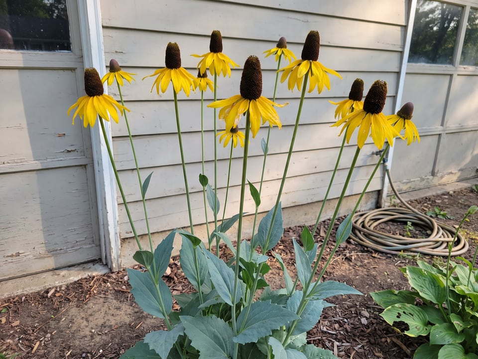 Rudbeckia maxima black-eyed Susan plants in bloom in a garden