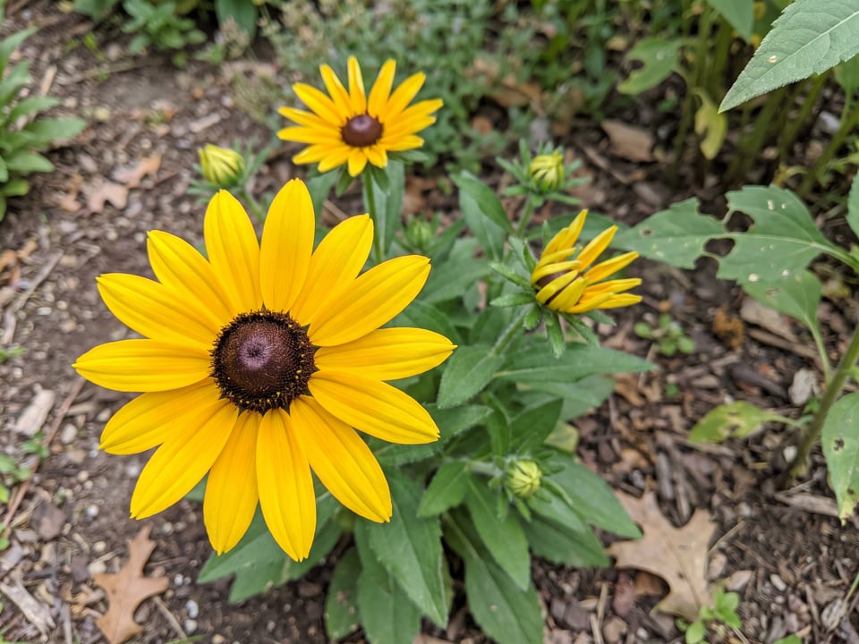 A Rudbeckia missouriensis black-eyed Susan flower up close on the plant