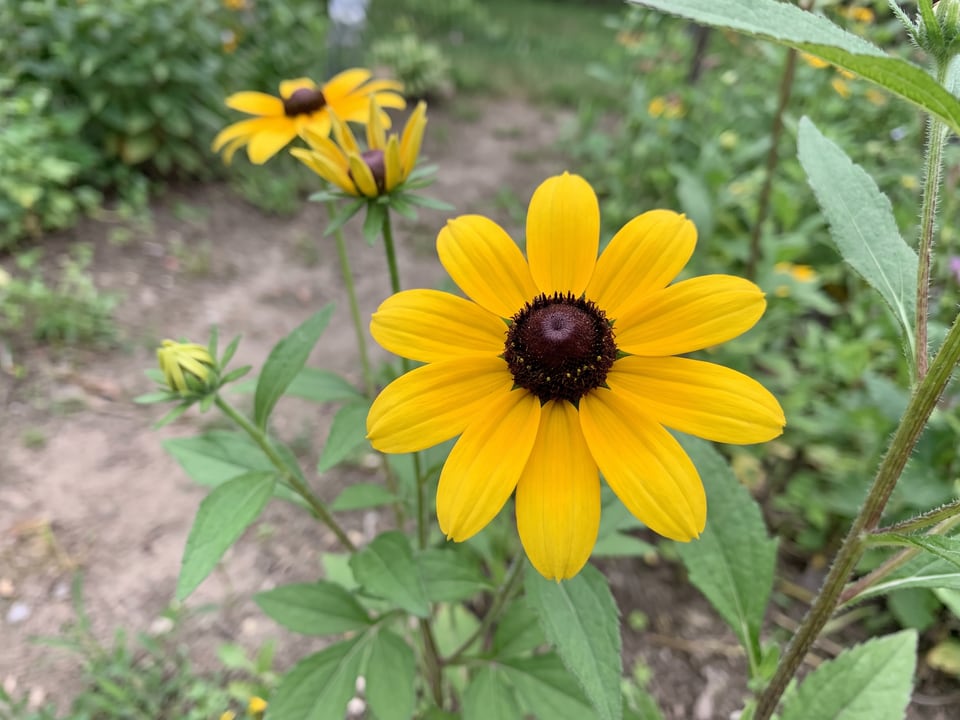 A Rudbeckia triloba black-eyed Susan flower up close on the plant