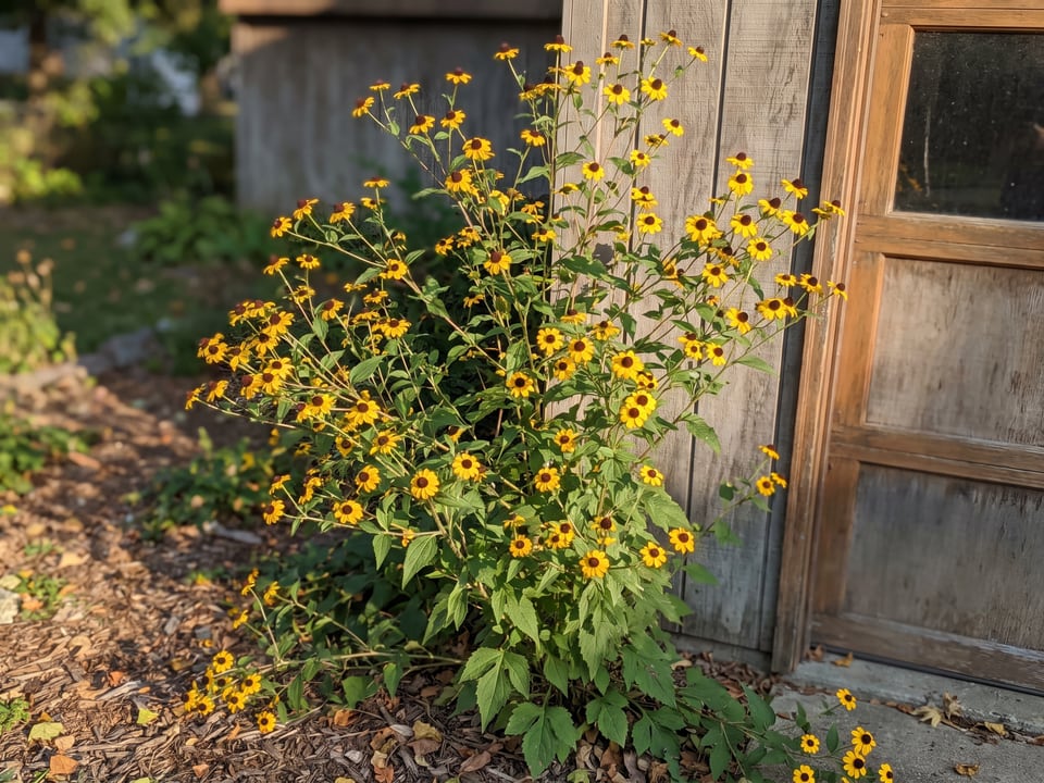 Rudbeckia triloba black-eyed Susan plants in bloom in a garden