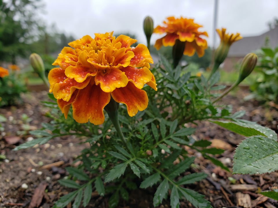 A Safari marigold flower up close on the plant