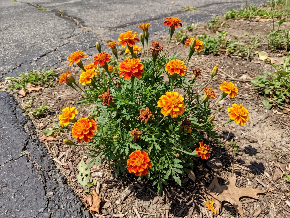 Safari marigold plants in bloom in a garden