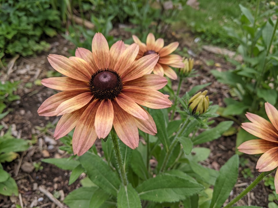 A Sahara black-eyed Susan flower up close on the plant