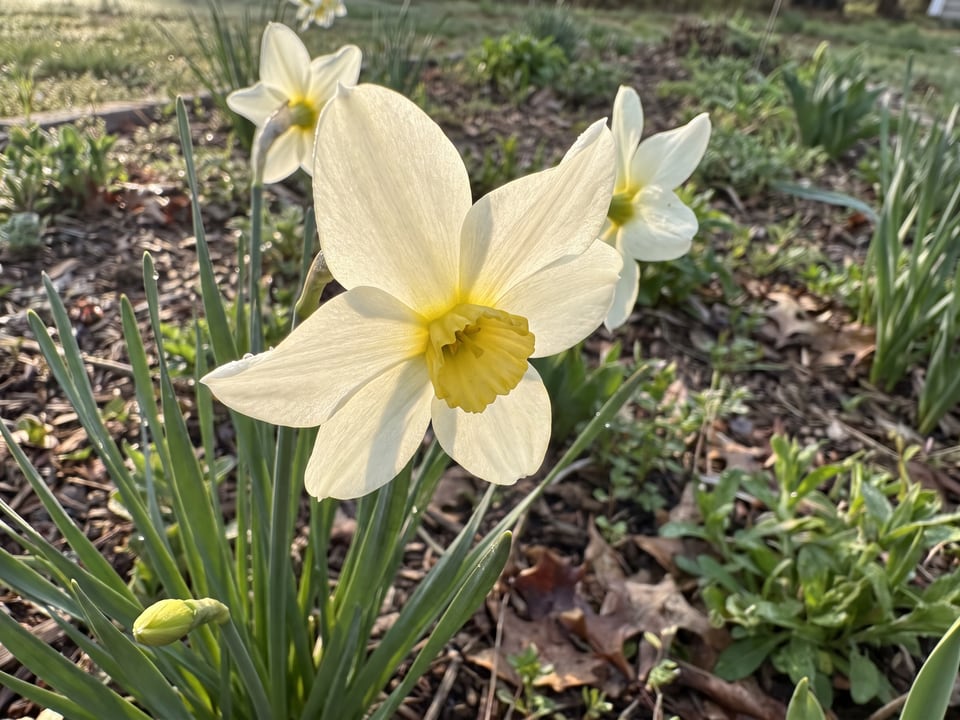 A Sailboat daffodil flower up close on the plant