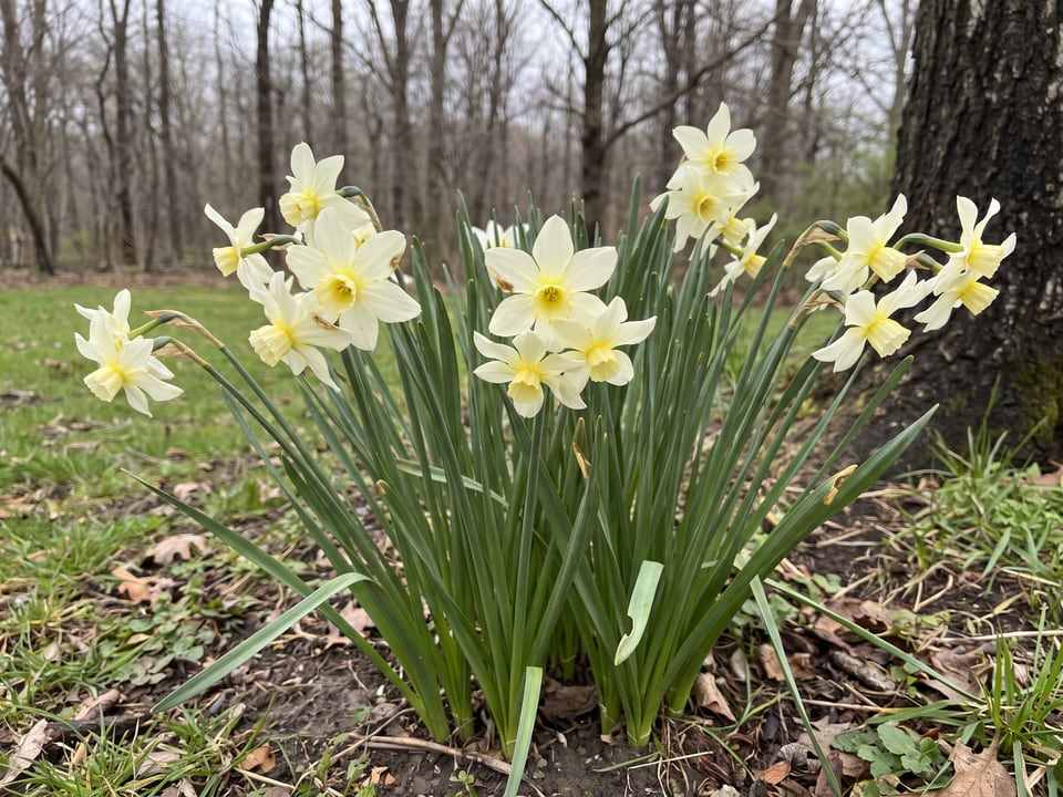 Sailboat daffodil plants in bloom in a garden