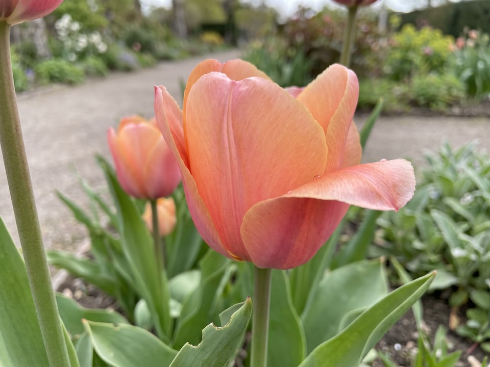 A Salmon Impression tulip flower up close on the plant