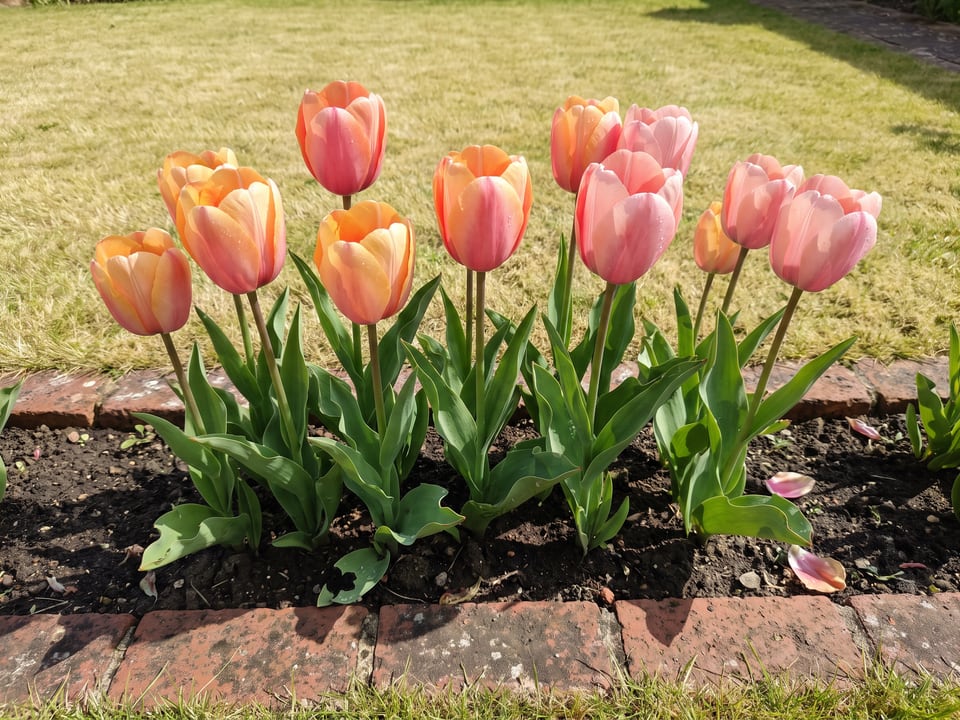 Salmon Impression tulip plants in bloom in a garden