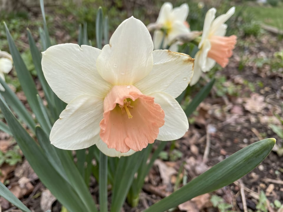 A Salome daffodil flower up close on the plant