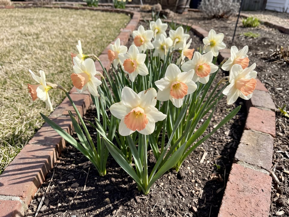 Salome daffodil plants in bloom in a garden