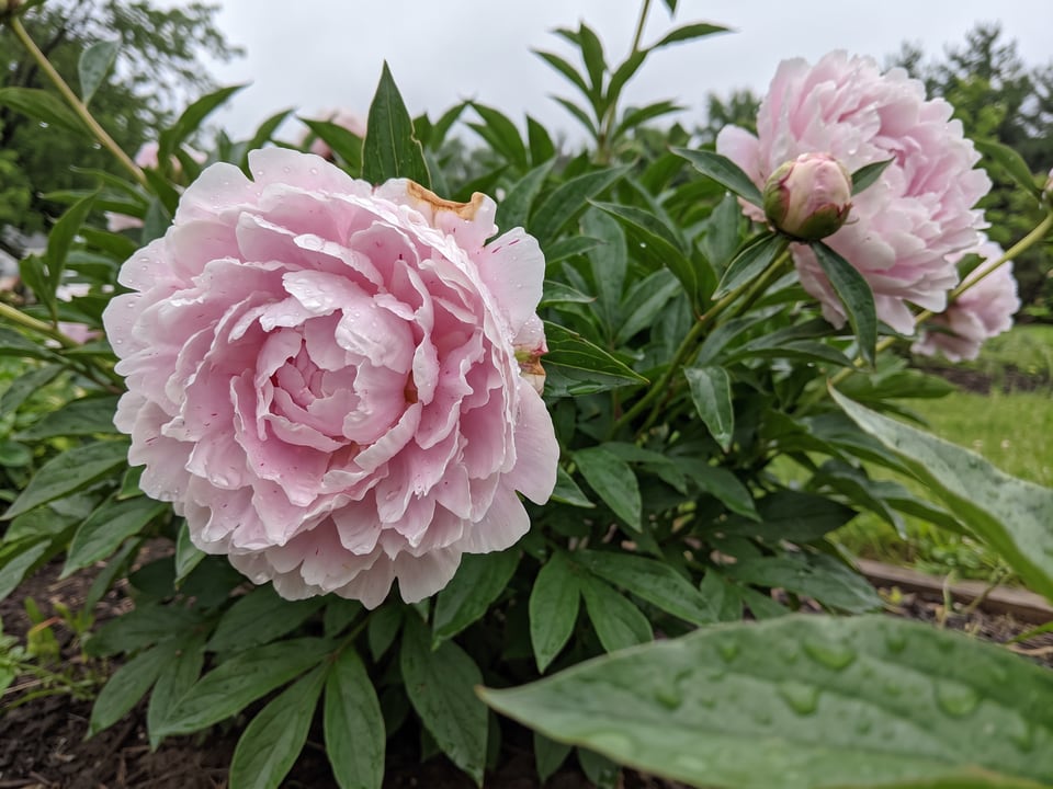 A Sarah Bernhardt peony flower up close on the plant