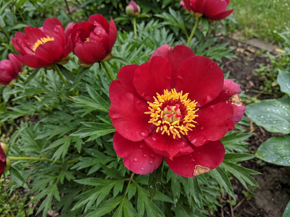 A Scarlet Heaven peony flower up close on the plant