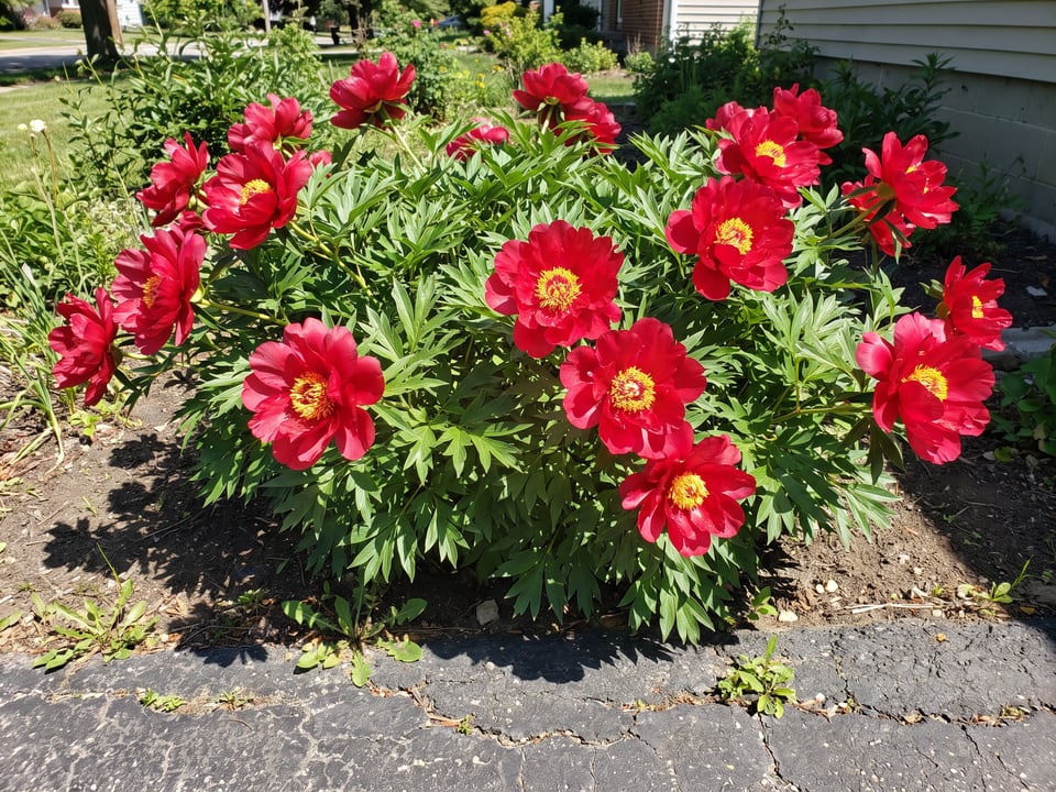 Scarlet Heaven peony plants in bloom in a garden