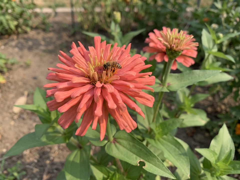 A Senora zinnia flower up close on the plant