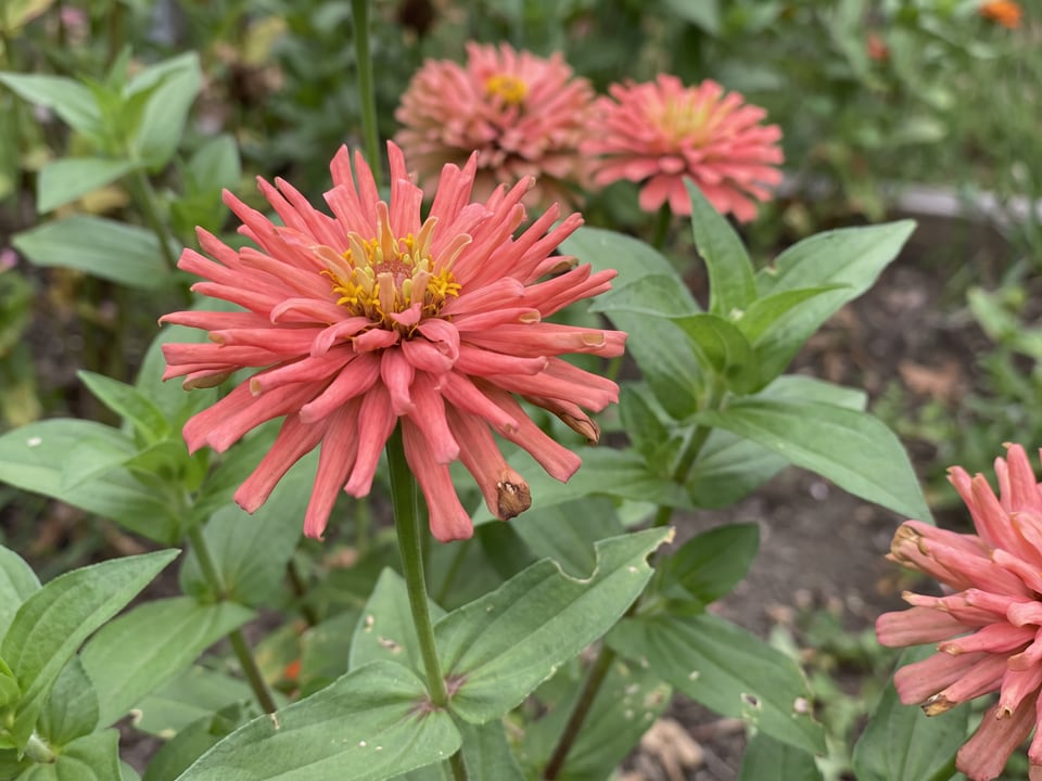 A Senorita zinnia flower up close on the plant
