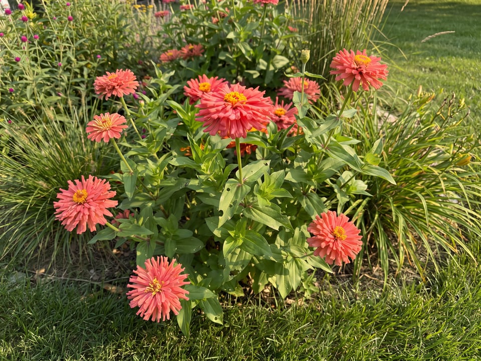 Senorita zinnia plants in bloom in a garden
