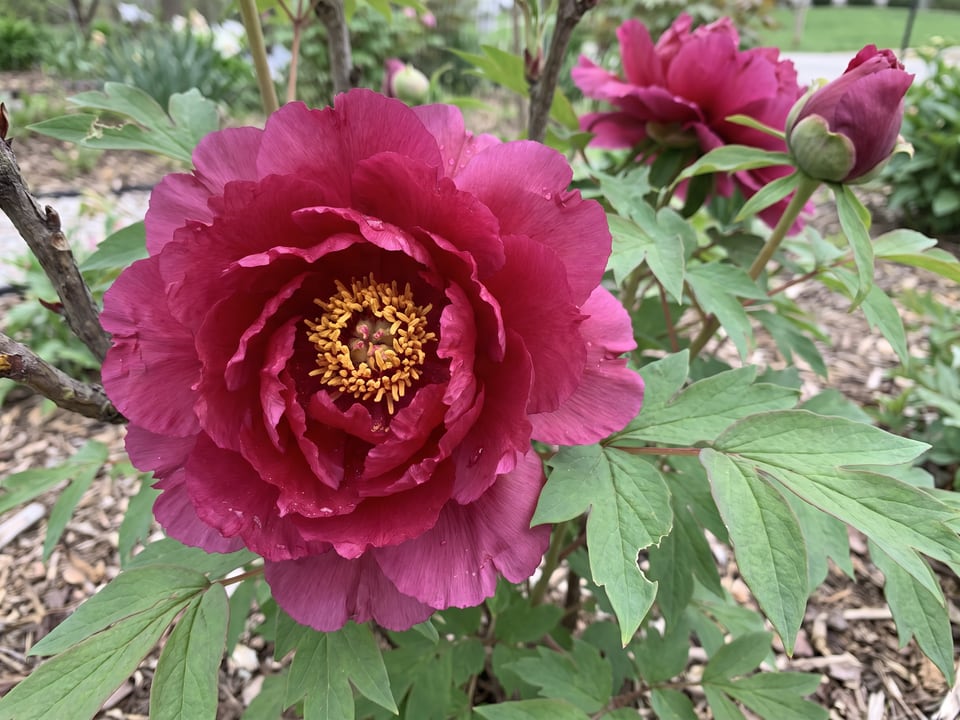 A Shimadaijin peony flower up close on the plant