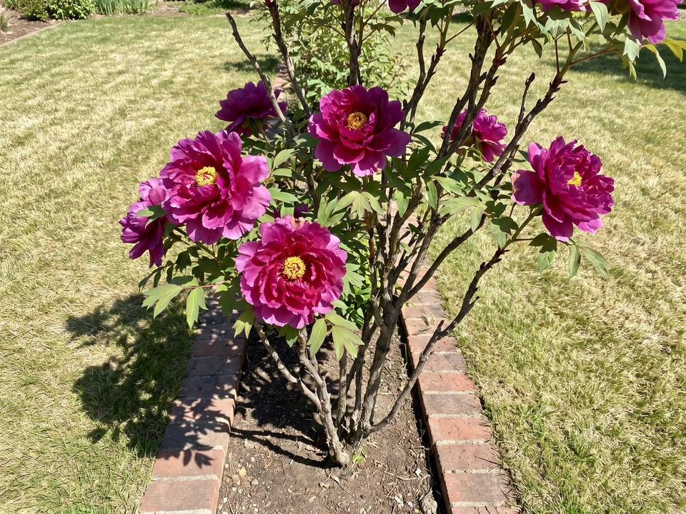 Shimadaijin peony plants in bloom in a garden