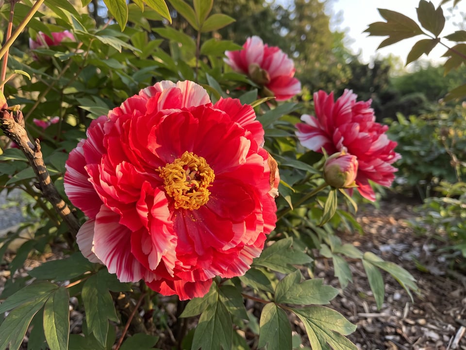 A Shima-Nishiki peony flower up close on the plant