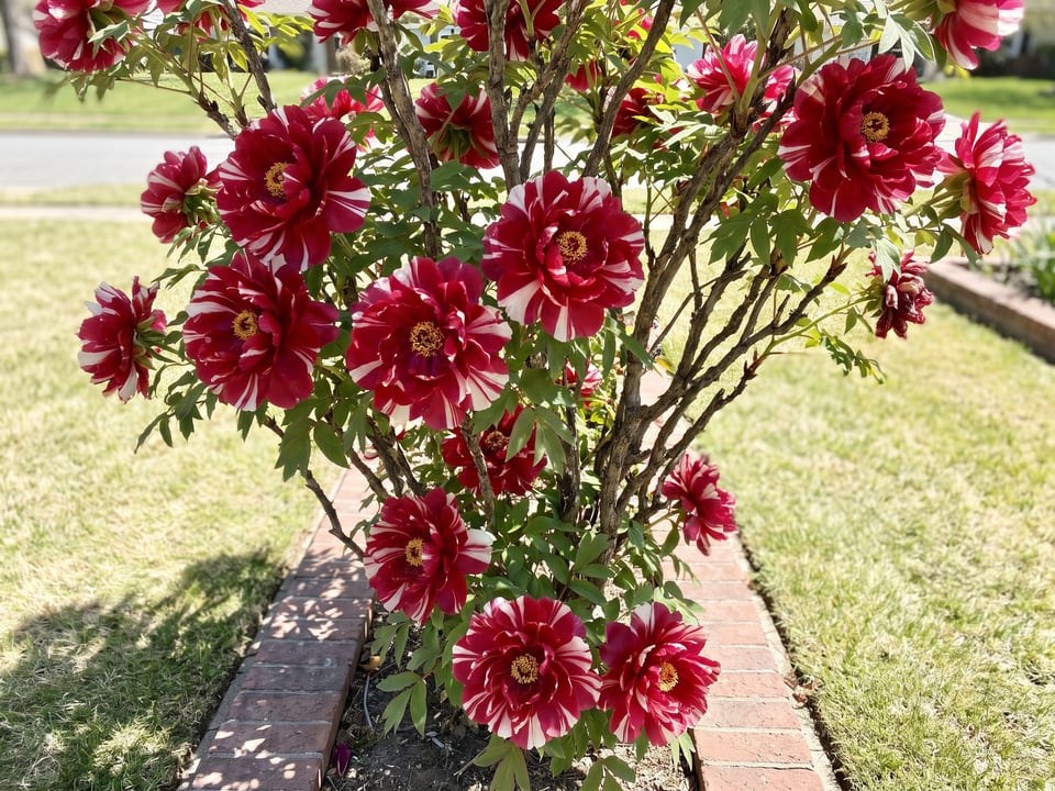 Shima-Nishiki peony plants in bloom in a garden