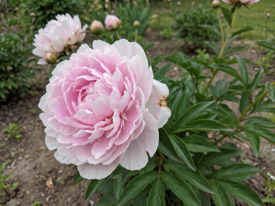 A Shirley Temple peony flower up close on the plant