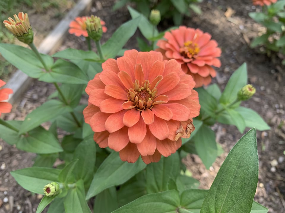 A Short Stuff zinnia flower up close on the plant