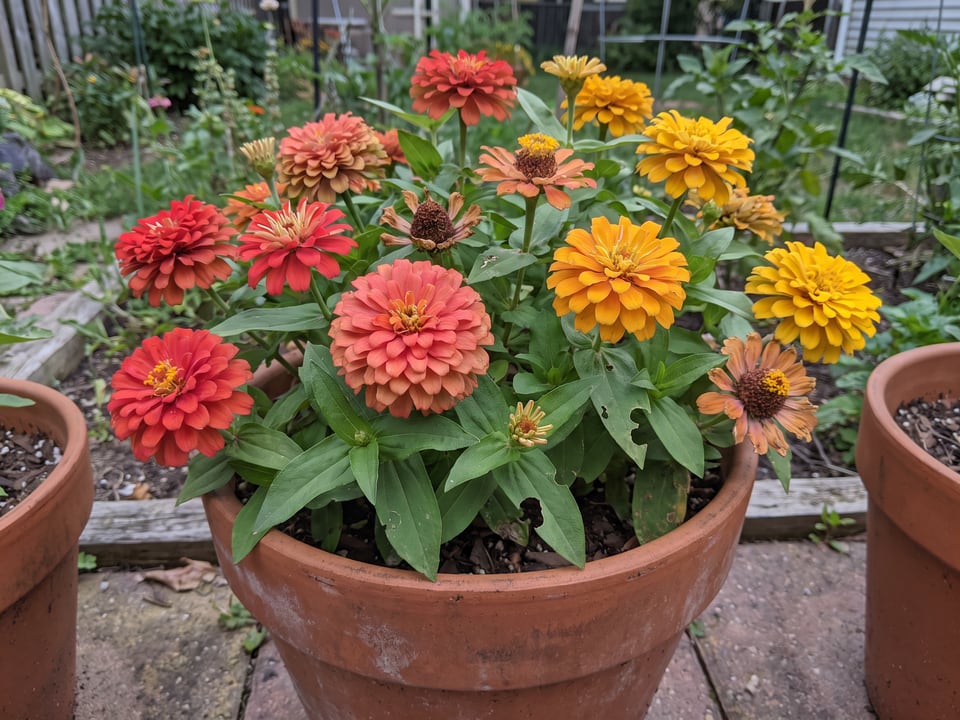 Short Stuff zinnia plants in bloom in a garden