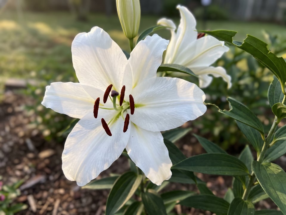 A Siberia lily flower up close on the plant