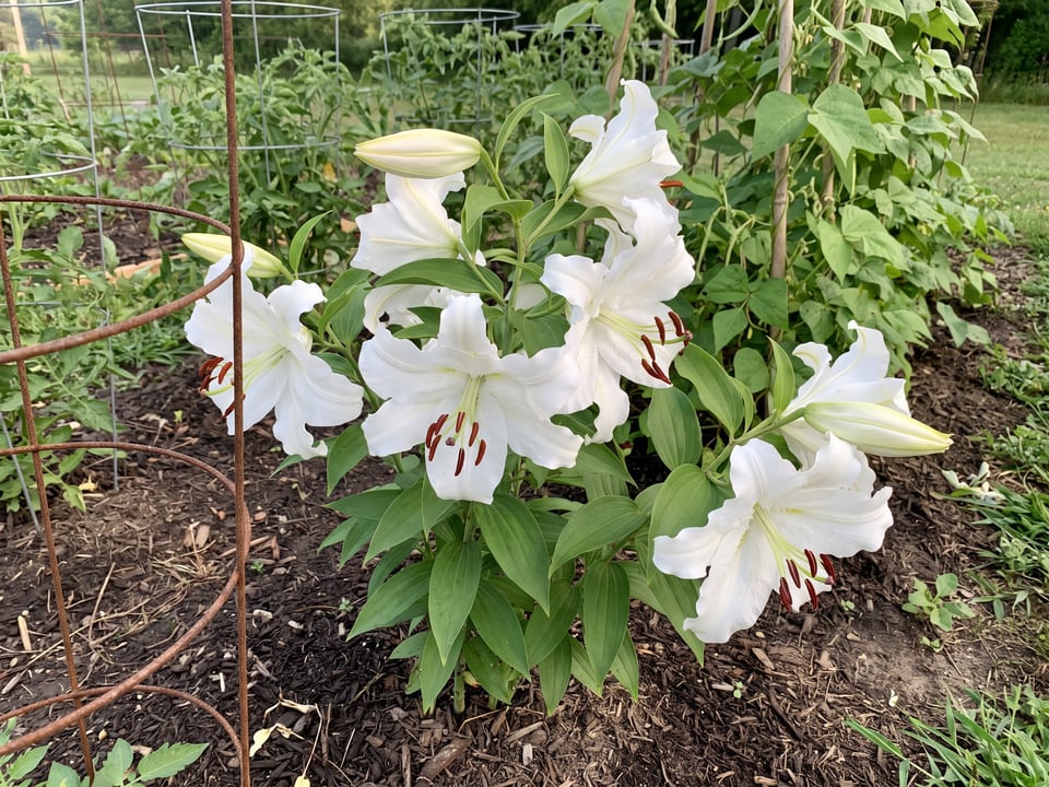 Siberia lily plants in bloom in a garden