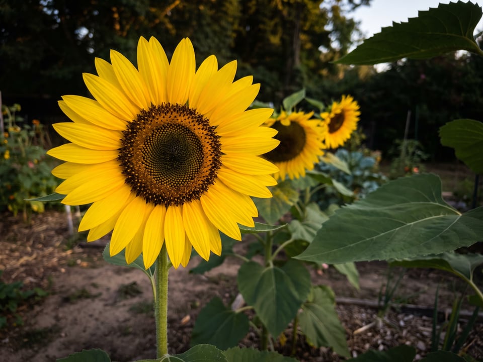 A Skyscraper sunflower flower up close on the plant