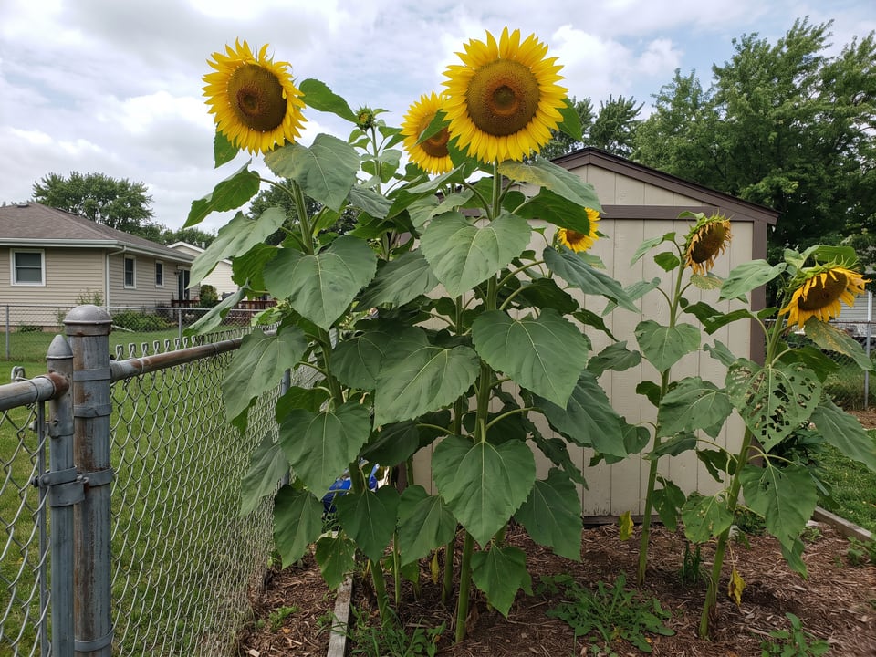 Skyscraper sunflower plants in bloom in a garden