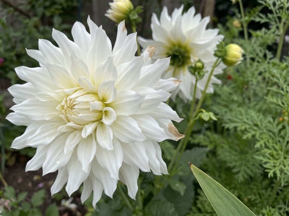 A Snowbound dahlia flower up close on the plant