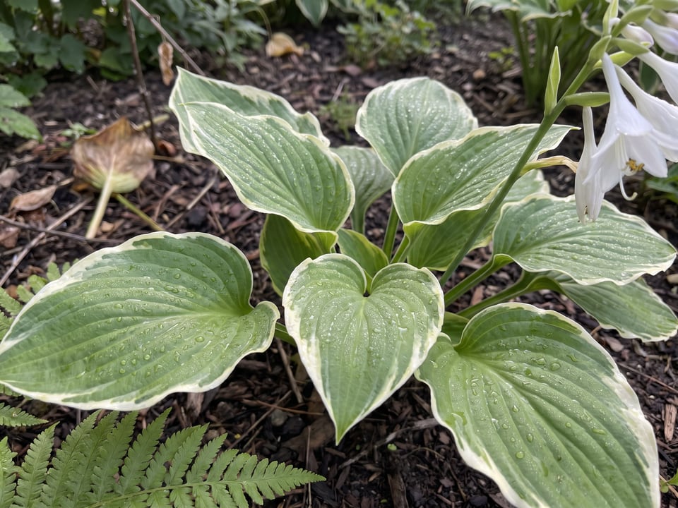 Leaves of So Sweet hosta up close