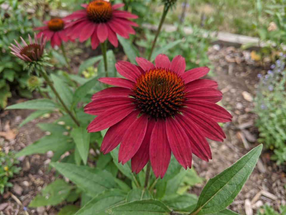 A Sombrero Baja Burgundy coneflower flower up close on the plant