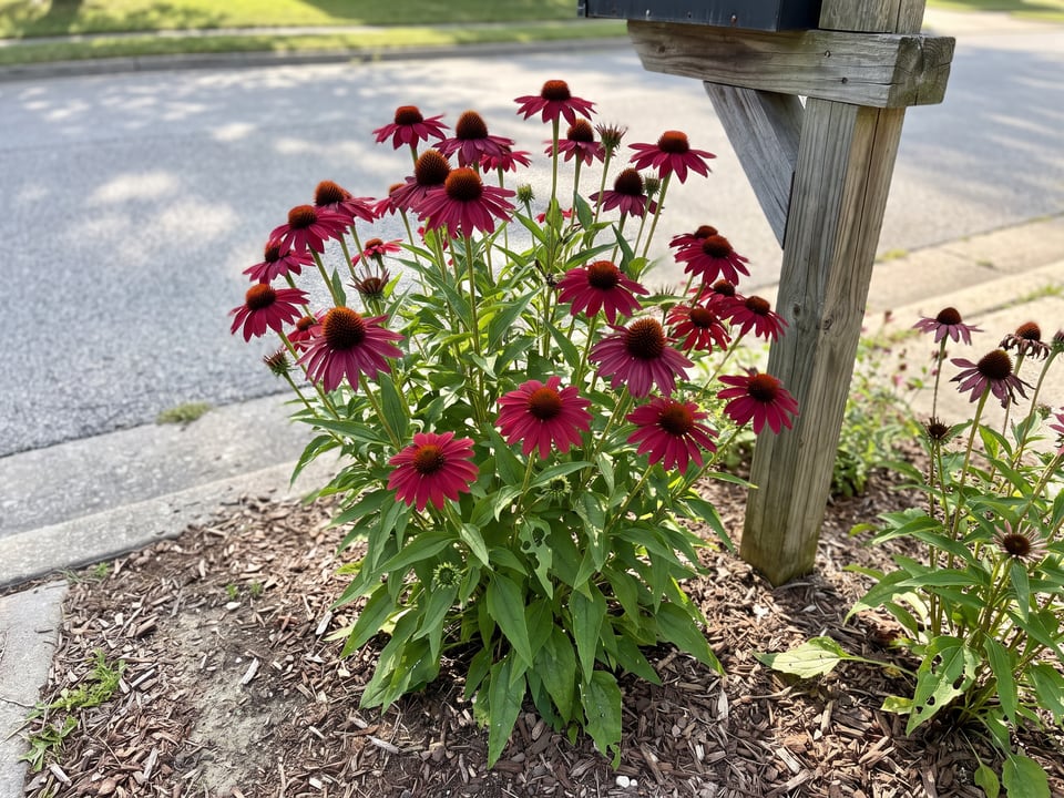 Sombrero Baja Burgundy coneflower plants in bloom in a garden
