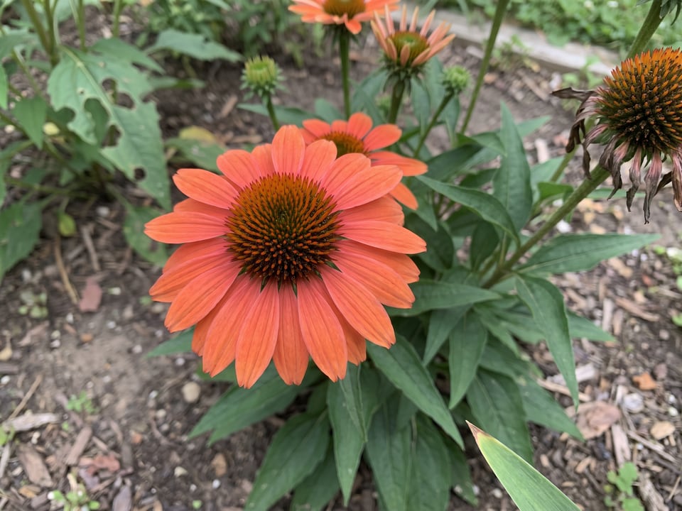 A Sombrero Hot Coral coneflower flower up close on the plant