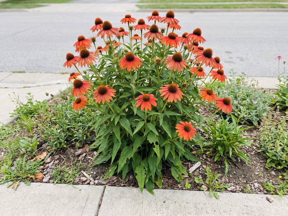 Sombrero Hot Coral coneflower plants in bloom in a garden