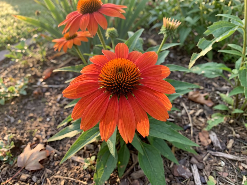 A Sombrero Salsa Red coneflower flower up close on the plant