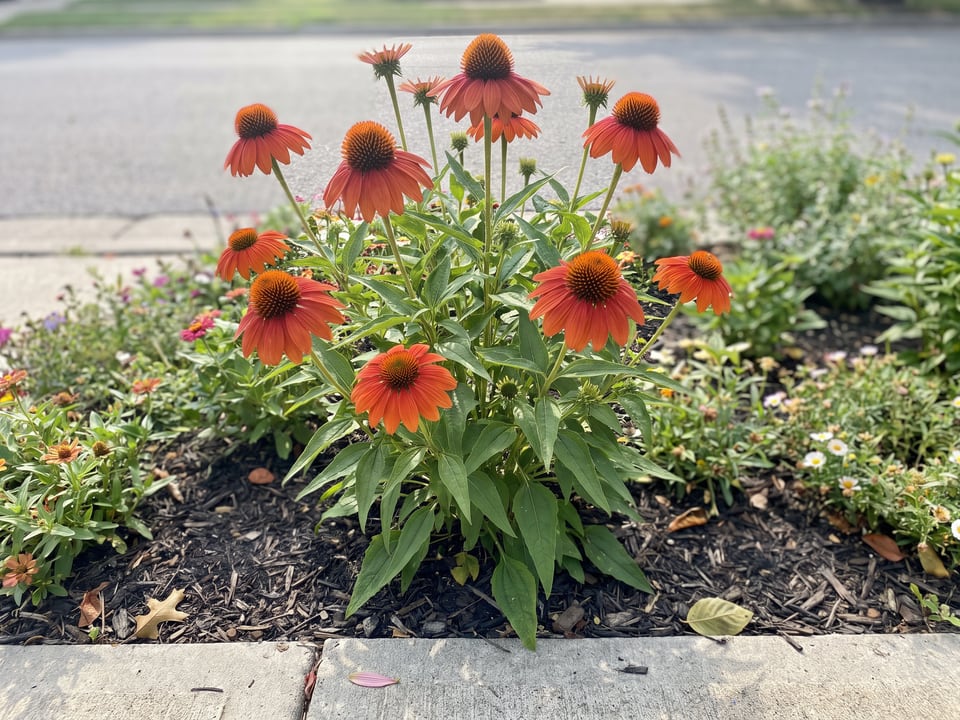 Sombrero Salsa Red coneflower plants in bloom in a garden