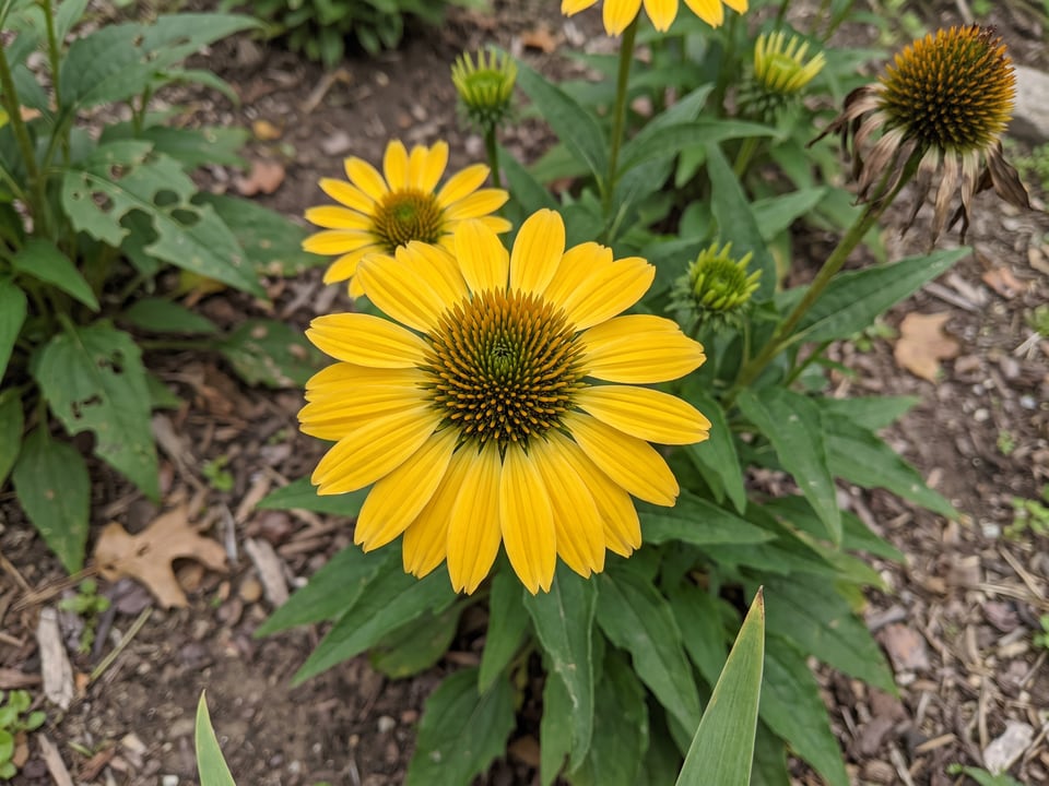 A Sombrero Sandy Yellow coneflower flower up close on the plant