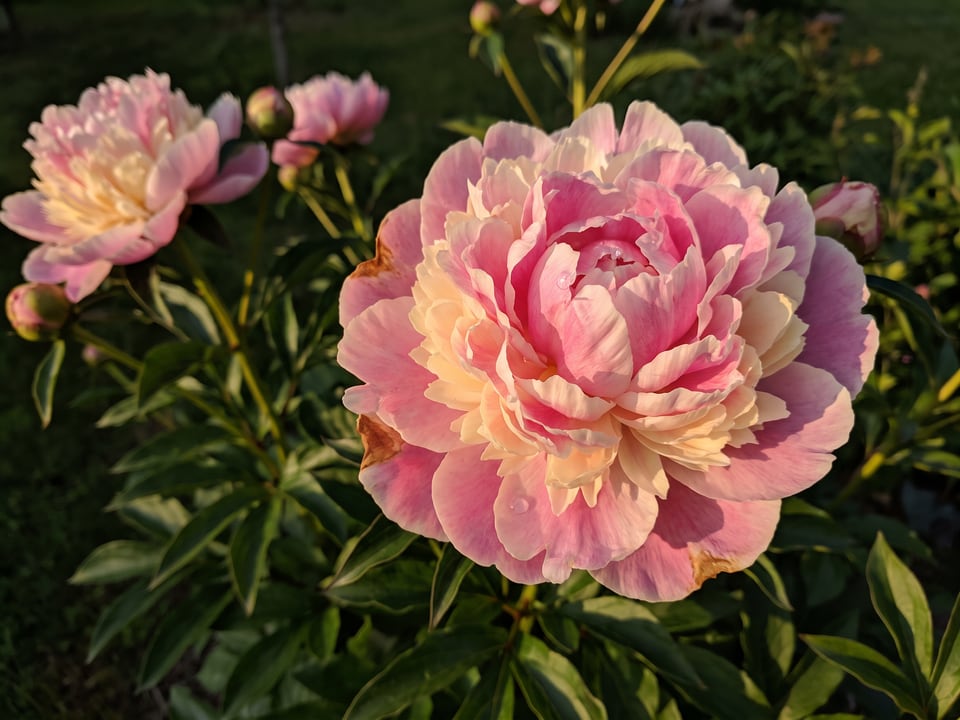 A Sorbet peony flower up close on the plant