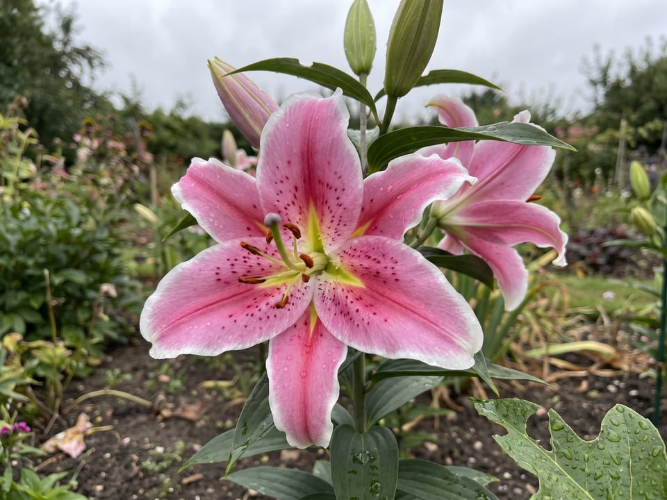 A Sorbonne lily flower up close on the plant