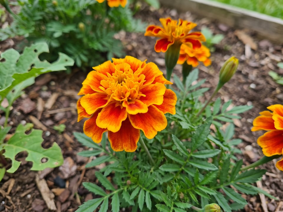 A Sparky Mix marigold flower up close on the plant