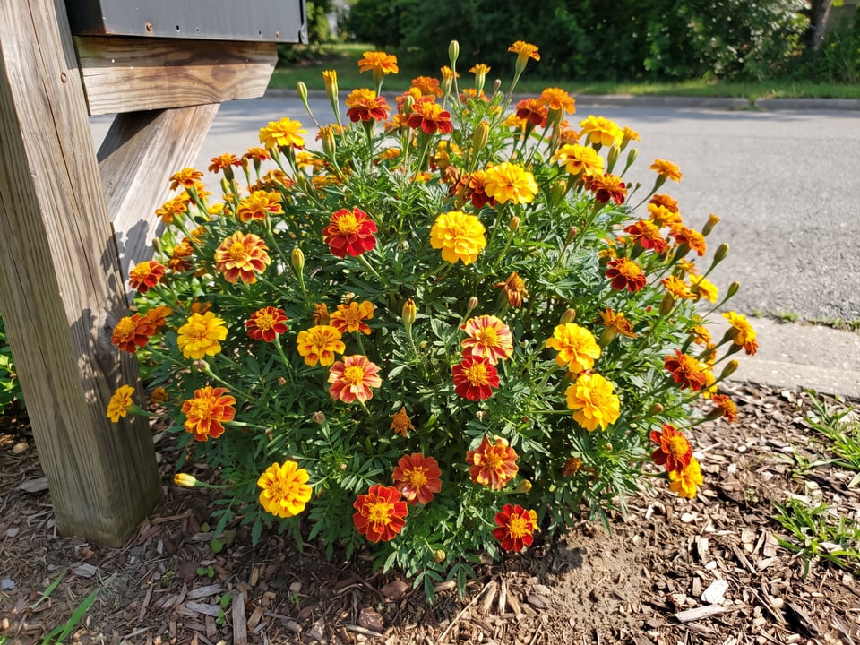 Sparky Mix marigold plants in bloom in a garden