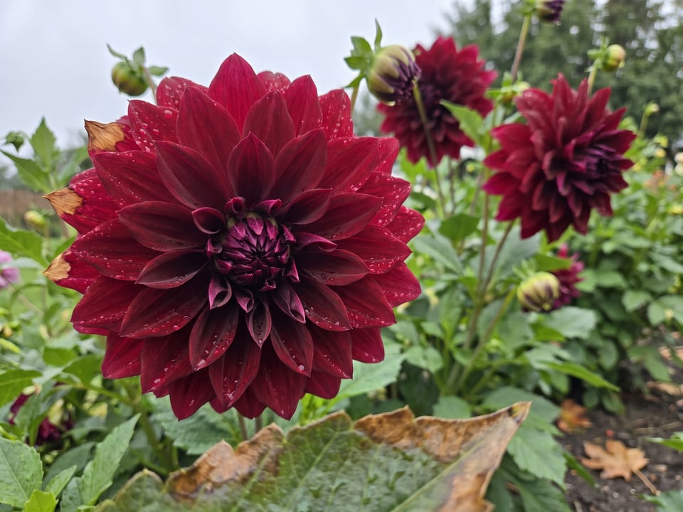 A Spartacus dahlia flower up close on the plant