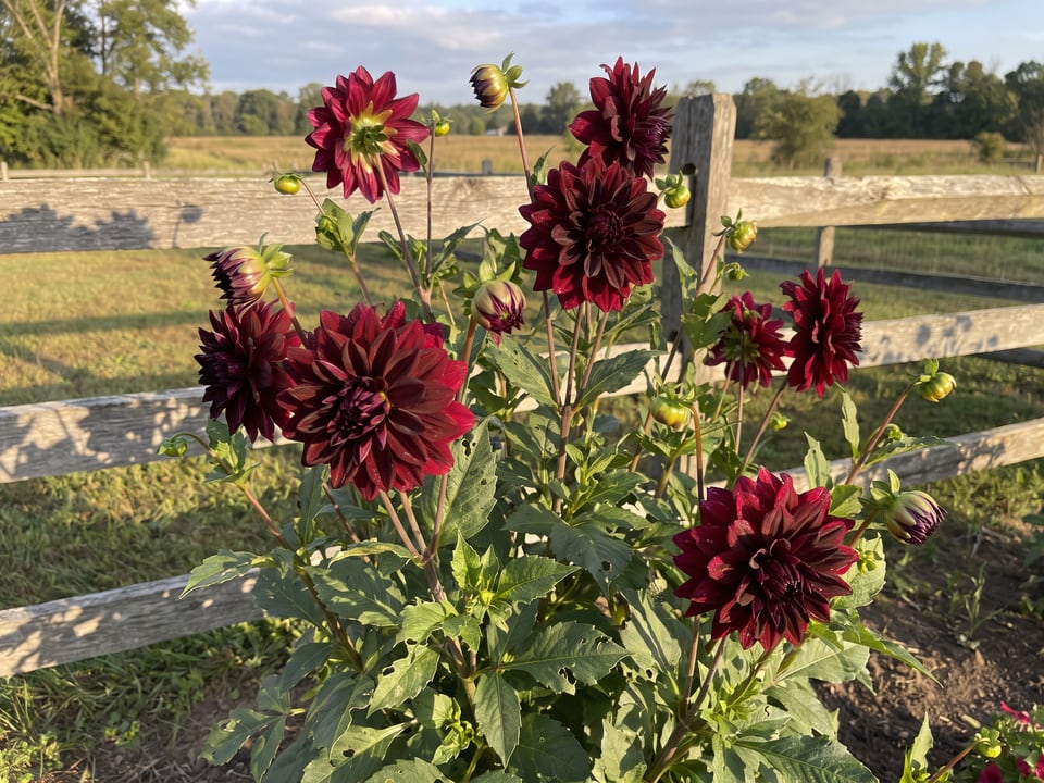 Spartacus dahlia plants in bloom in a garden