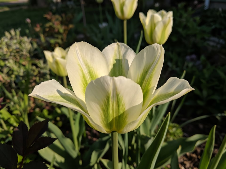 A Spring Green tulip flower up close on the plant