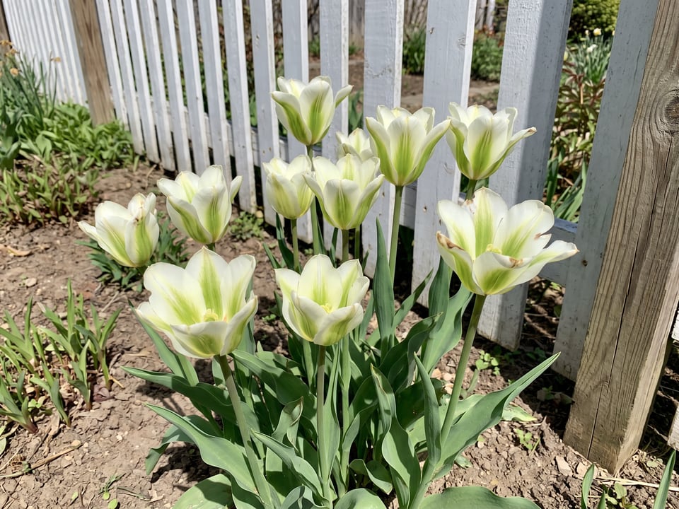 Spring Green tulip plants in bloom in a garden