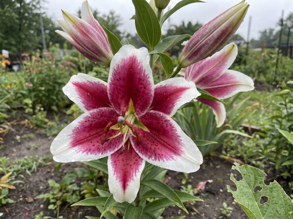 A Starfighter lily flower up close on the plant