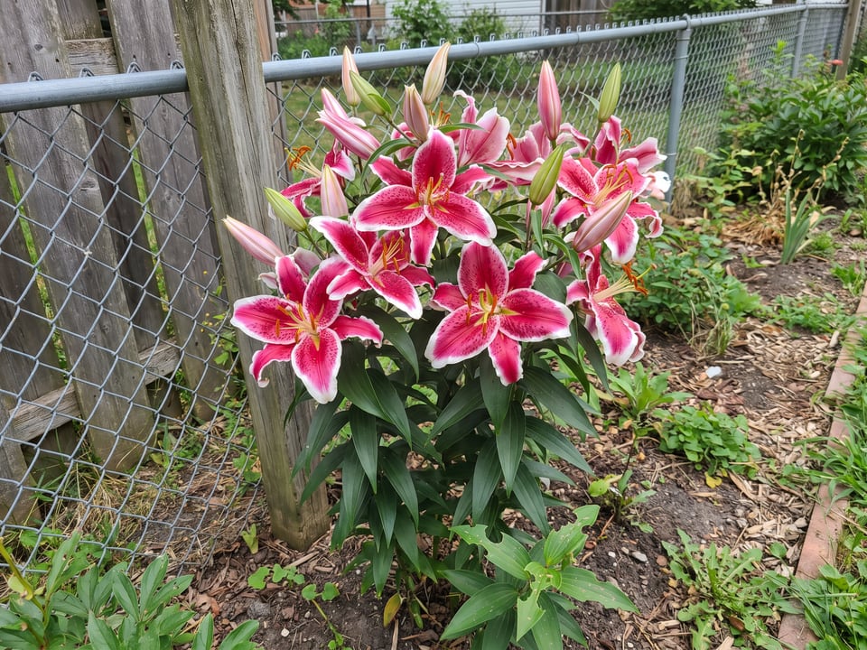 Starfighter lily plants in bloom in a garden